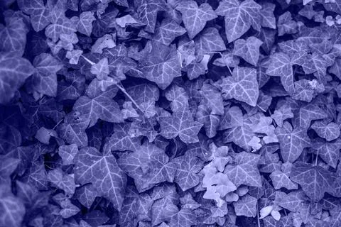 Violet leaves texture Stock Photos