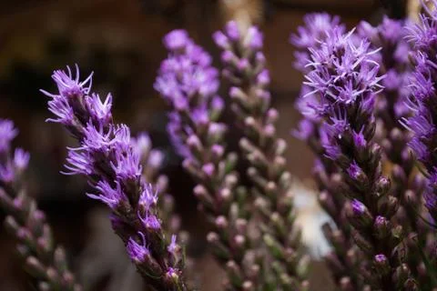 Violet Liatris spicata Stock Photos