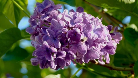 Violet lilac and bee in the spring Stock Footage 129557608