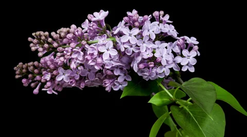 Violet lilac blooming timelapse Stock Footage 37751777