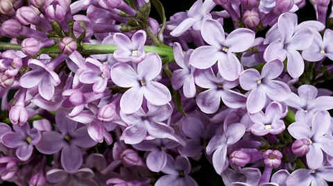 Violet lilac blooming timelapse Stock Footage 37752673