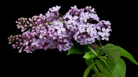 Violet lilac blooming timelapse Stock Footage 37753124