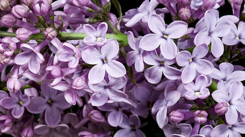 Violet lilac blooming timelapse Stock Footage