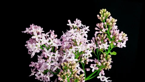 Violet lilac blooming timelapse Stock Footage 88665429