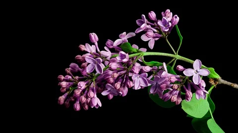Violet lilac blooming timelapse Stock Footage 109136403