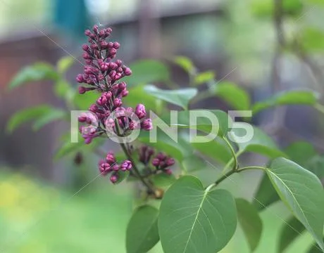 Violet lilac buds Stock Photos