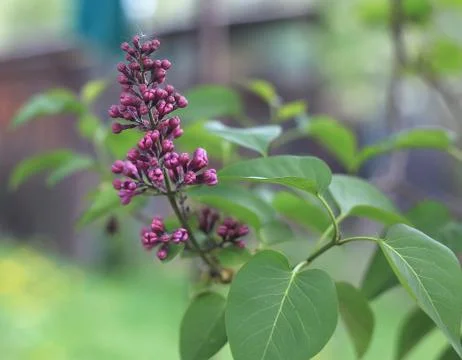 Violet lilac buds Stock Photos