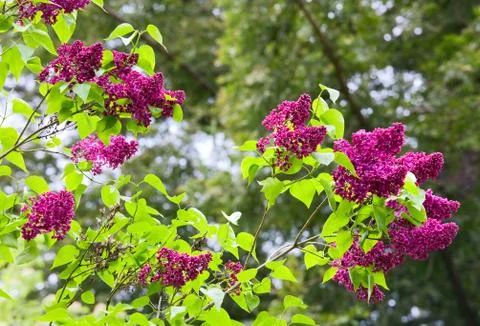 Violet lilac Stock Photos