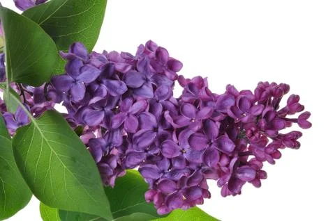 Violet lilac Stock Photos