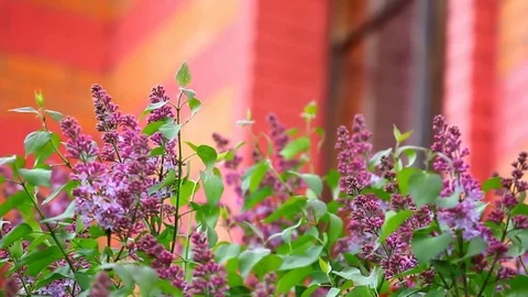 Violet lilac tree house window nobody hd footage Stock Footage 107829735