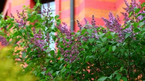 Violet lilac tree house window nobody hd footage Stock Footage 107829747
