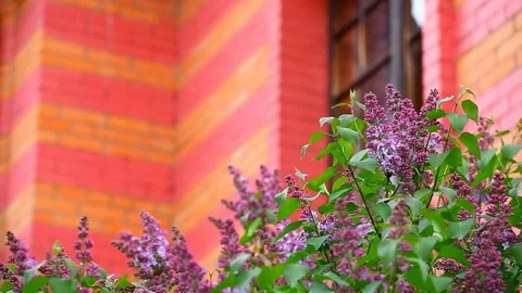 Violet lilac tree house window nobody hd footage Stock Footage 107829751