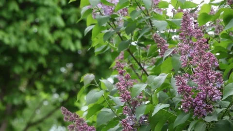 Violet lilac tree wind garden nobody background hd footage Stock Footage 107829728