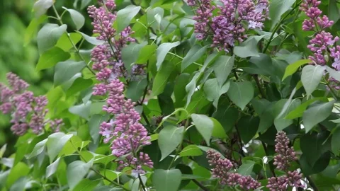 Violet lilac tree wind garden nobody background hd footage Stock Footage 107829730