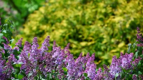 Violet lilac tree wind garden nobody background hd footage Stock Footage 107860776