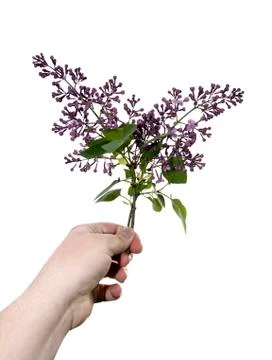 Violet lilacs Stock Photos