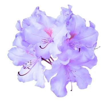 Violet lily flower macro Stock Illustration
