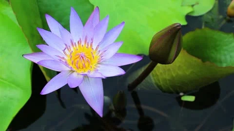 Violet Lotus blossom Stock Footage 20454574