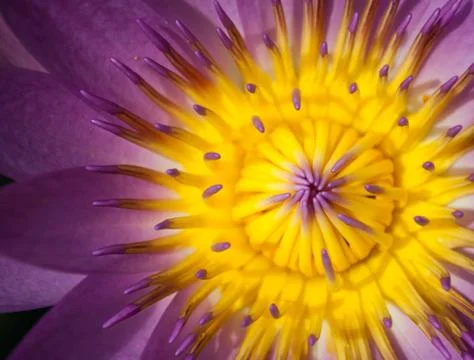 Violet lotus close-up Foto stock