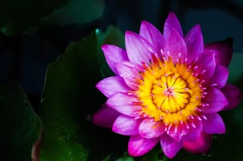 Violet lotus close-up Stock Photos