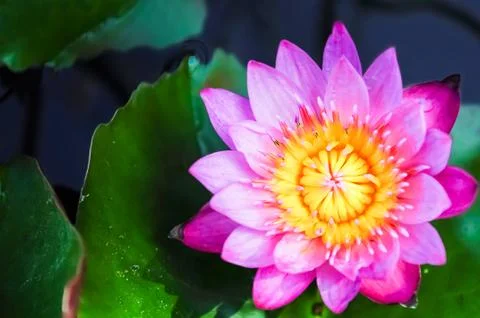 Violet lotus close-up Stock Photos