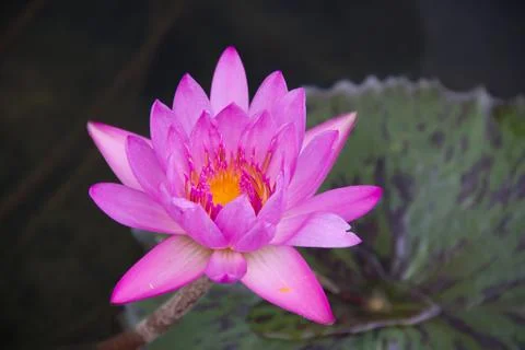Violet lotus Stock Photos