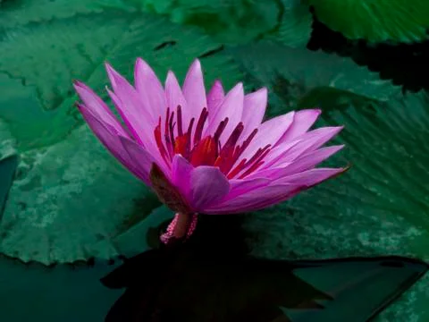 Violet lotus. Stock Photos