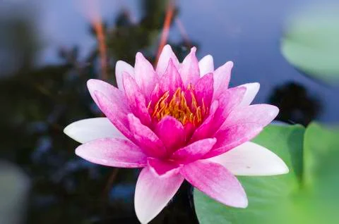Violet lotus Stock Photos