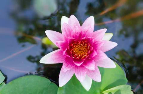 Violet lotus Stock Photos