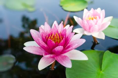 Violet lotus Stock Photos