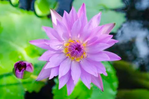 Violet lotus Stock Photos