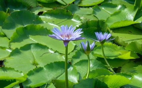 Violet lotus Stock Photos
