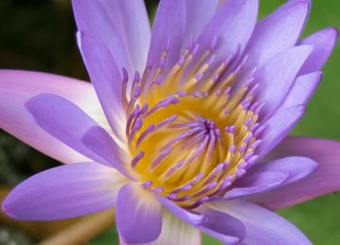 Violet lotus Stock Photos