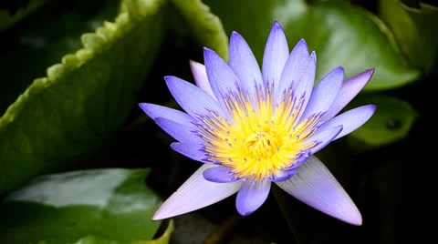 Violet lotus in pond Stock Footage 24802192