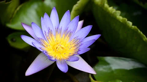 Violet lotus in pond Video stock 24802721