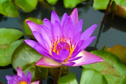 Violet lotus on pool background. Stock Photos