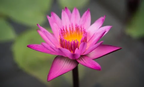 Violet lotus in the pool Stock Photos