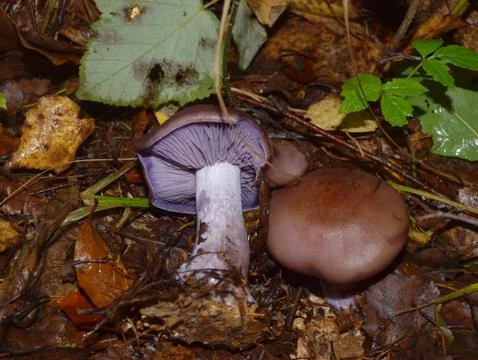 Violet lunch Stock Photos