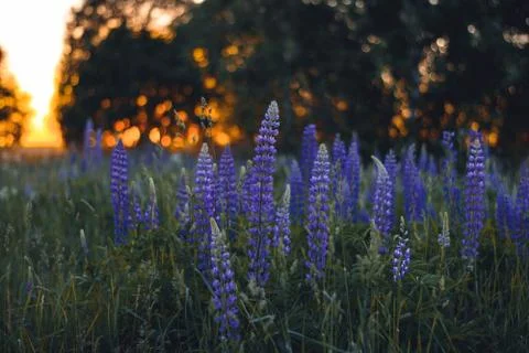 Violet lupines Stock Photos