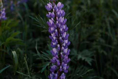 Violet lupines Stock Photos