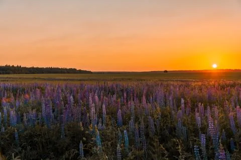 Violet lupines Stock Photos