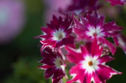 Violet macro flower Stock Photos