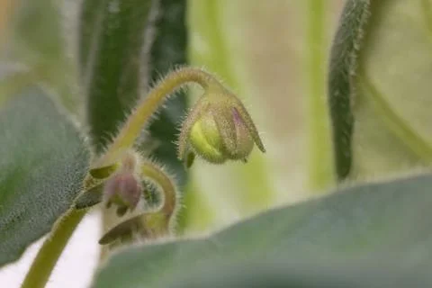 Violet. macro Stock Photos