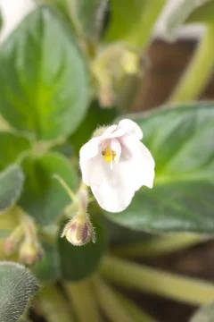 Violet. macro Stock Photos