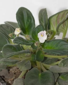 Violet. macro Stock Photos