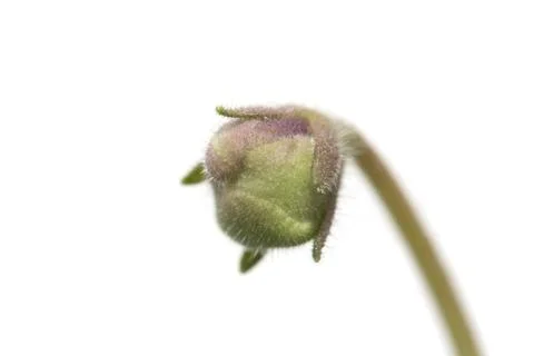 Violet. macro Stock Photos