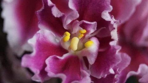 Violet in macro Stock Photos