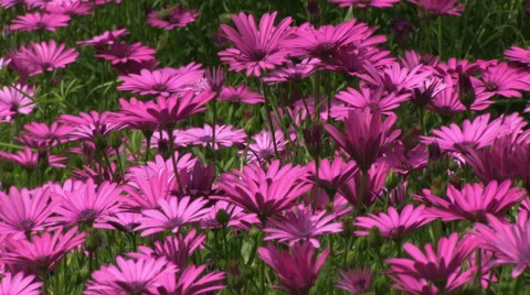 Violet Marguerites Stock-Footage 55783736