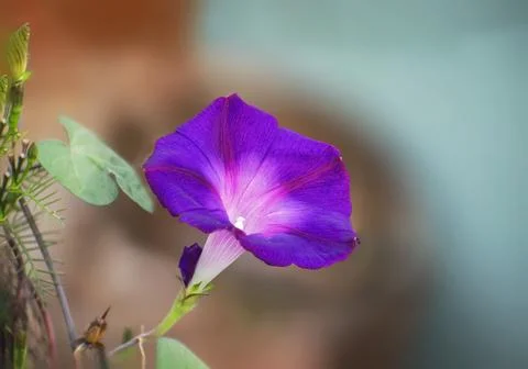 Violet morning glory or ipomoea flowering in the light of morning sun. Stock Photos