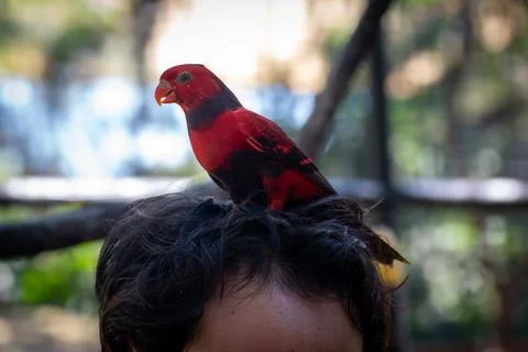 A violet-necked lory (Eos squamata) perches on someone's head Stock Photos